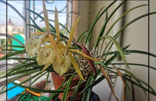عکس گل عنکبوتی گندمی