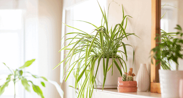 عکس گل عنکبوتی گندمی