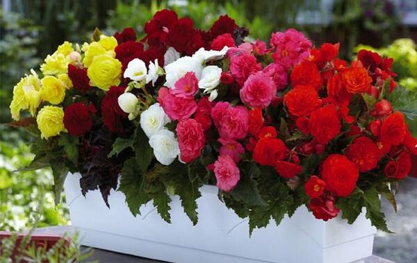 عکس گل های خانگی زیبا