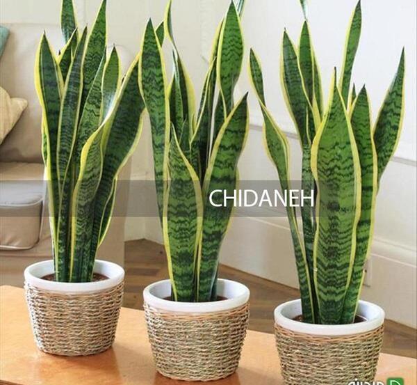 عکس گل های خانگی زیبا