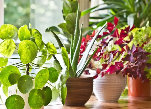عکس گل های خانگی زیبا