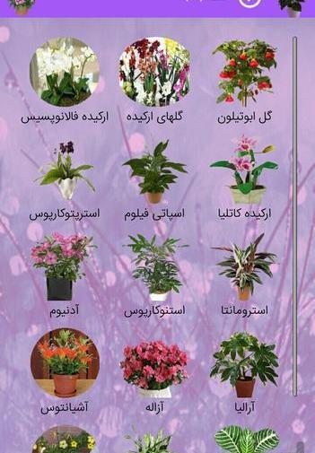 عکس گل های خانگی زیبا