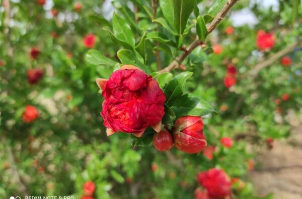 عکس گل انار فارسی