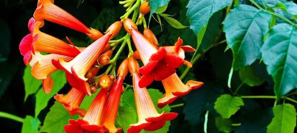 عکس گل انار فارسی