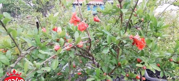 عکس گل انار فارسی