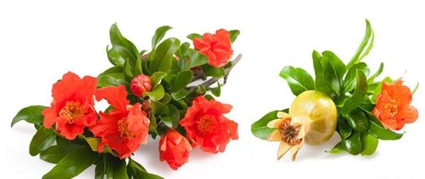 عکس گل انار فارسی