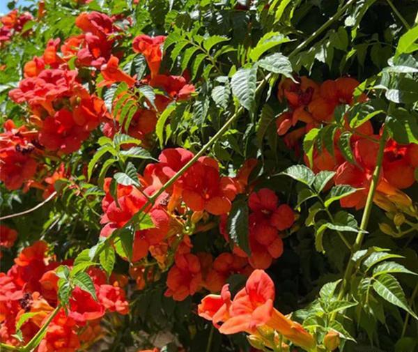 عکس گل انار فارسی