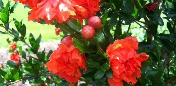 عکس گل انار فارسی