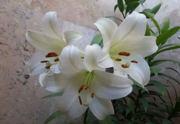 عکس گل لیلیوم سفید