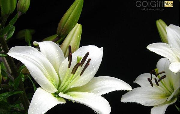عکس گل لیلیوم سفید