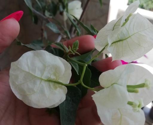 عکس گل کاغذی سفید