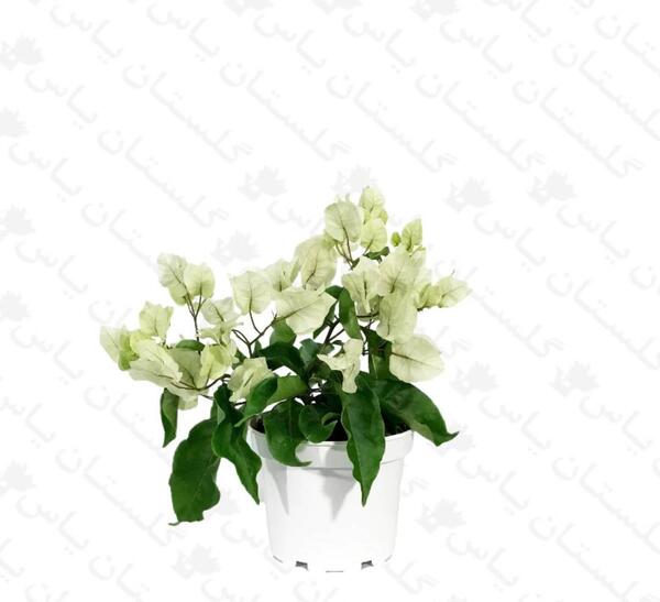 عکس گل کاغذی سفید