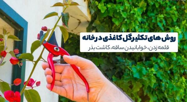 عکس گل کاغذی سفید