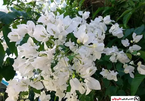 عکس گل کاغذی سفید