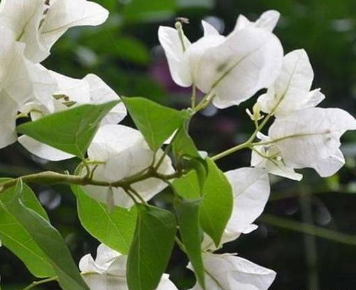 عکس گل کاغذی سفید