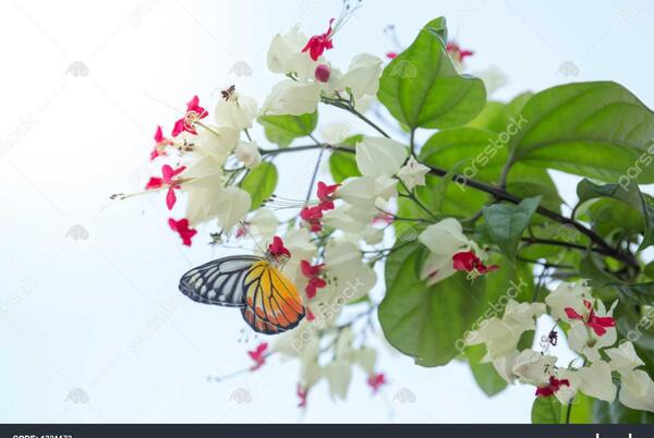 عکس گل کاغذی سفید