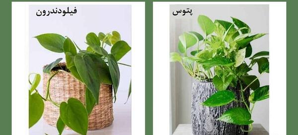 عکس گل پتوس پیچک