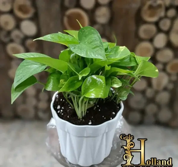 عکس گل پتوس پیچک