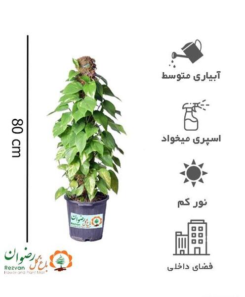 عکس گل پتوس پیچک