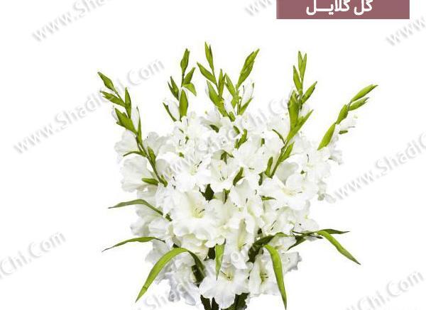 عکس از گل گلایل