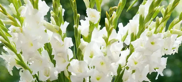 عکس از گل گلایل