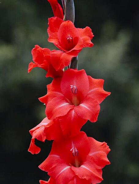 عکس از گل گلایل