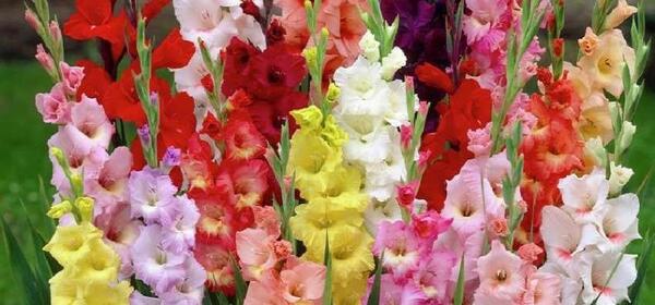 عکس از گل گلایل