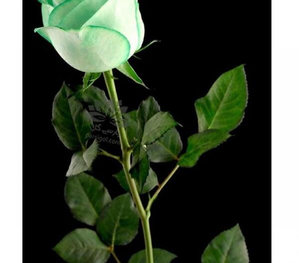 عکس های گل رز سبز