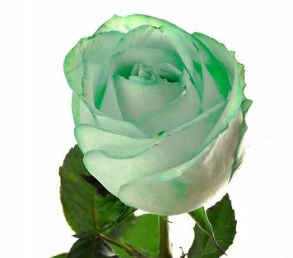عکس های گل رز سبز