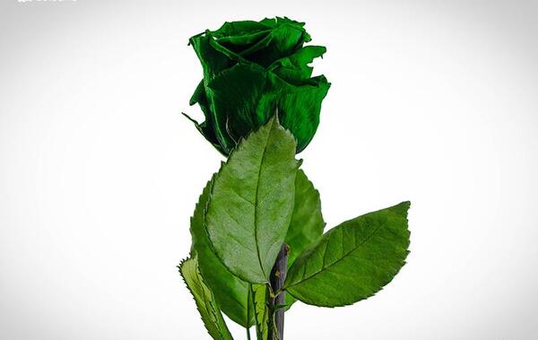 عکس های گل رز سبز