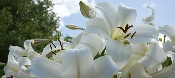 عکس گل لیلیوم بنفش