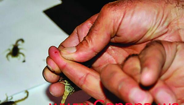 عکس عقرب سیاه بزرگ
