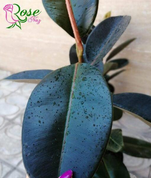 عکس گل فیکوس بلک