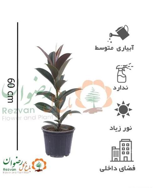 عکس گل فیکوس بلک