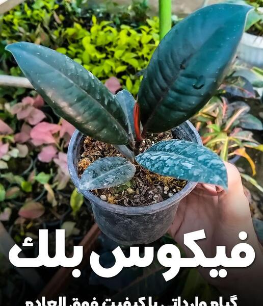 عکس گل فیکوس بلک