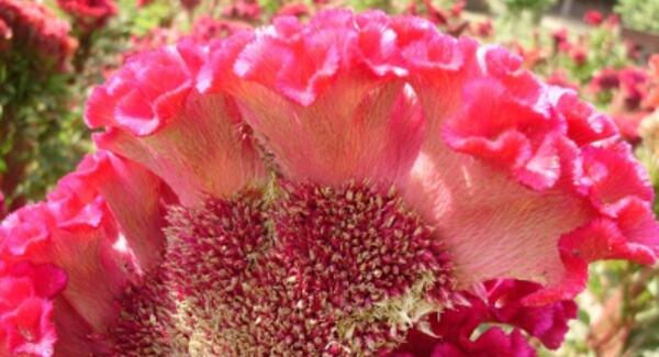 عکس های گل تاج خروسی
