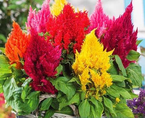 عکس های گل تاج خروسی