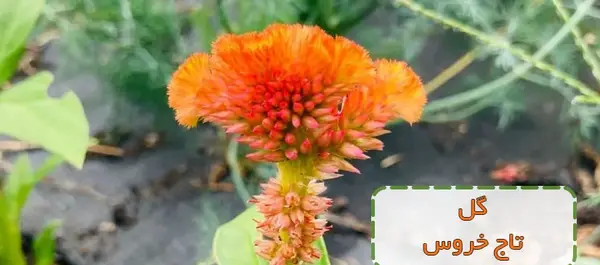 عکس های گل تاج خروسی