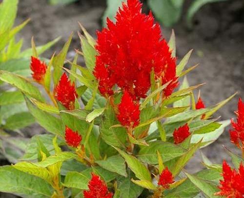 عکس های گل تاج خروسی