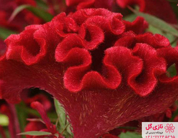 عکس های گل تاج خروسی
