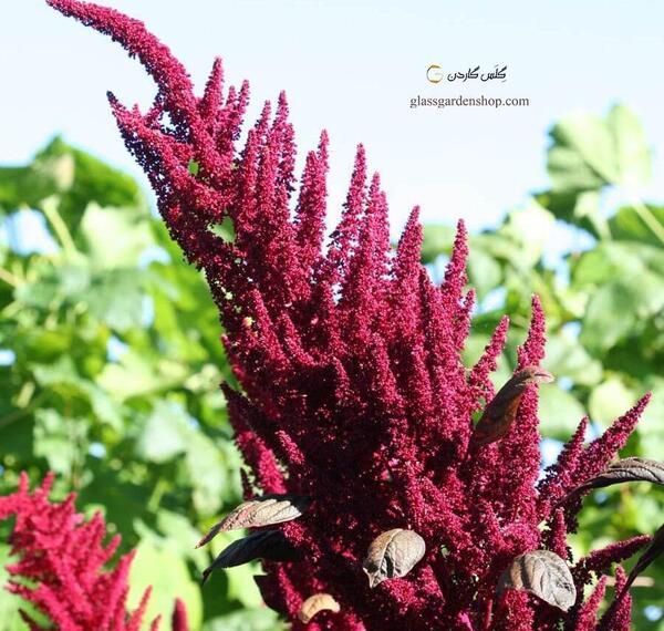 عکس های گل تاج خروسی