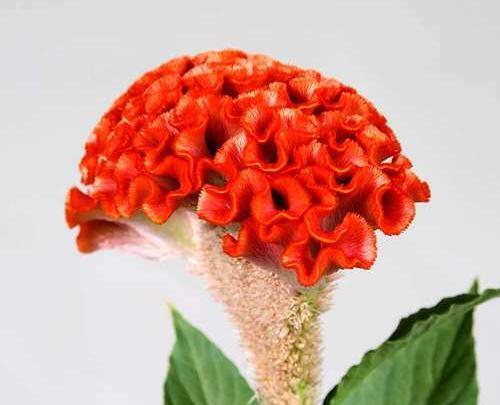عکس های گل تاج خروسی
