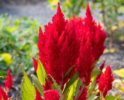 عکس های گل تاج خروسی