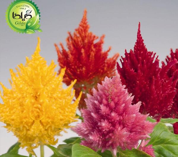 عکس های گل تاج خروسی