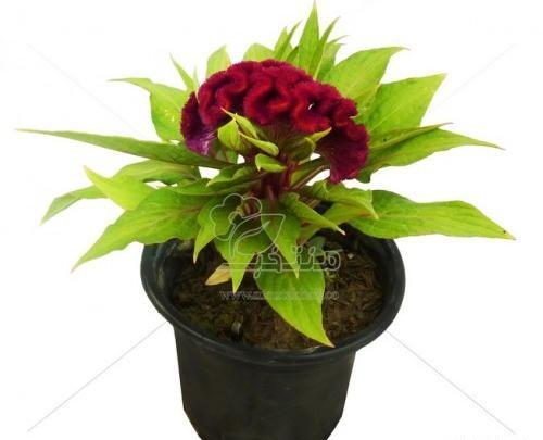 عکس های گل تاج خروسی