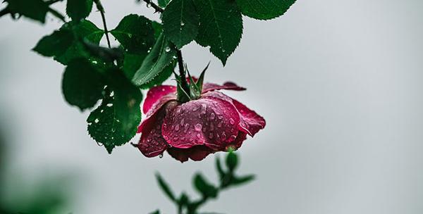 عکس گل محمدی صورتی زیبا
