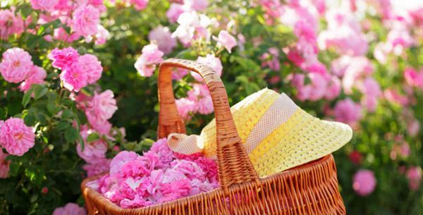 عکس گل محمدی صورتی زیبا