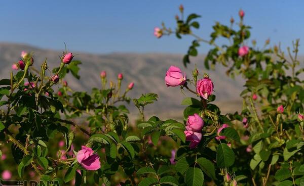 عکس گل محمدی صورتی زیبا