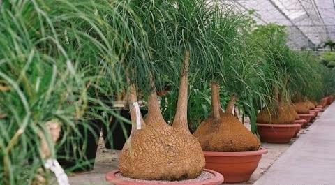 عکس از گل لیندا