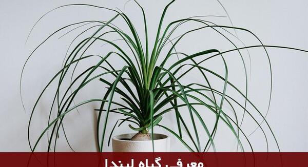 عکس از گل لیندا